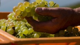 Caves ouvertes - Nous Artisanes du Vin - Association vigneronnes suisse